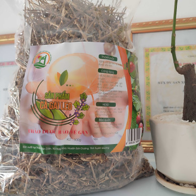 Cà gai leo sao vàng sạch lông sạch bụi