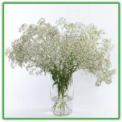 Combo 5 Hộp DINH DƯỠNG HOA CẮT CÀNH (Food for Cut Flowers)(1 hộp 10 gói 5gr). Giúp hoa cắt cành tươi lâu và 14 ngày không thay nước mới. Giải pháp tối ưu theo công nghệ Israel