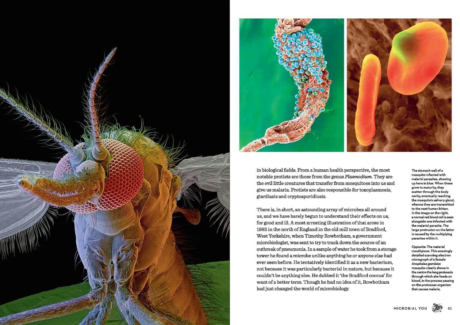 The Body - Illustrated
