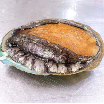 BÀO NGƯ HÀN QUỐC SỐNG BƠI HỒ (1 CON)