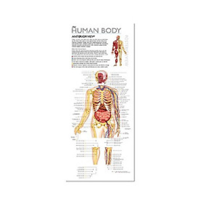 Wol Model Set - Human Body