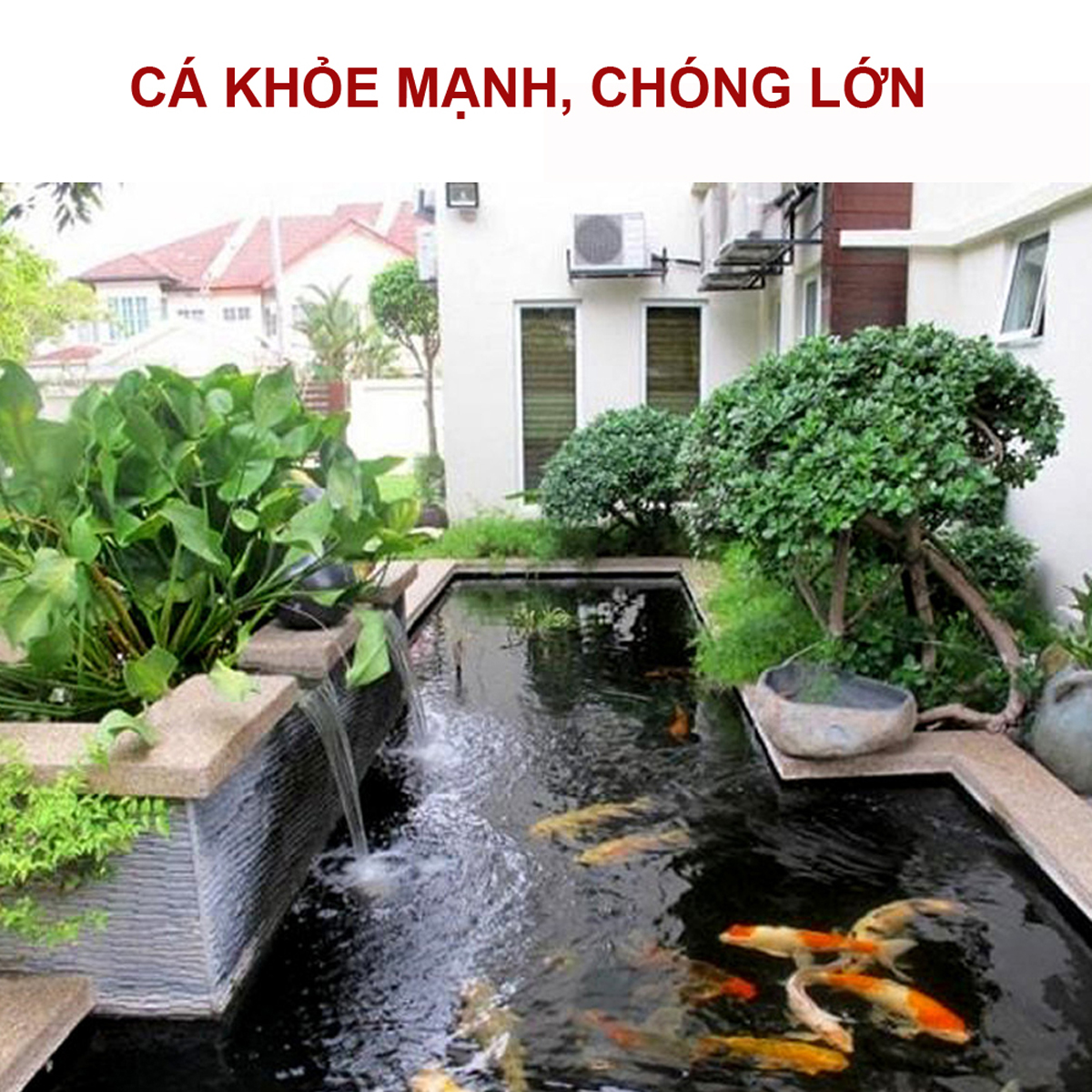 Vi Sinh PSB 100ML hồ cá thế hệ mới: trong nước, bổ sung VITAMIN, ổn định PH cho bể cá, hồ cá cảnh