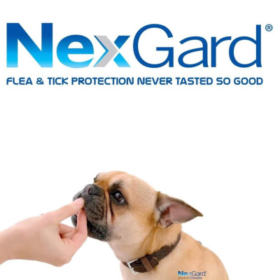 1 hộp NexGard trị ghẻ, viêm da, ve rận (chó từ 4 - 10kg, 6 viên nhai)