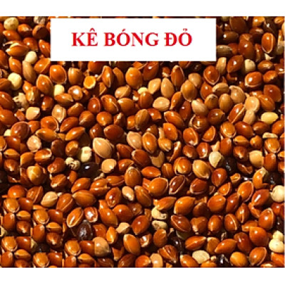 Hạt kê đỏ to (bóng đỏ) dùng làm thức ăn đầy đủ dinh dưỡng cho chim , vẹt
