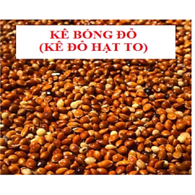 hạt kê bóng đỏ nhiều chất dinh dưỡng làm thức ăn cho chim, vẹt
