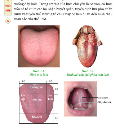 Đông Y Thiệt Chẩn (Tái Bản 2023)