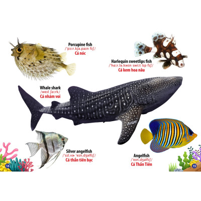 Sách Từ Điển Bằng Hình - Động Vật Dưới Nước ( Song Ngữ Anh Việt - Tái Bản)