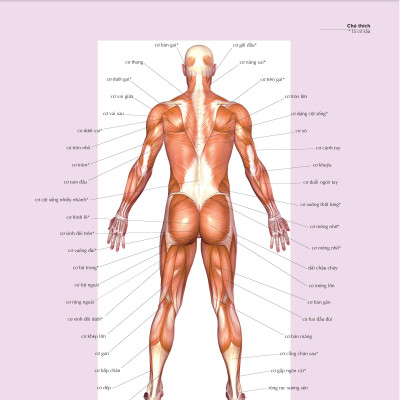 Giãn Cơ Bắp Thư Giãn Giảm Đau Nhức