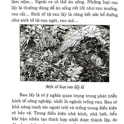 Kỹ Thuật Trồng Và Chăm Sóc Rau Lấy Lá