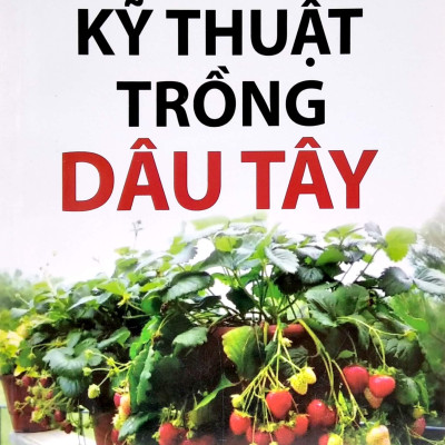 Kỹ Thuật Trồng Dâu Tây
