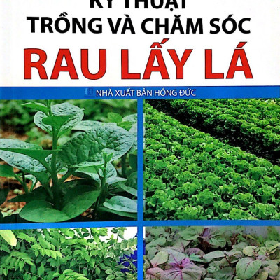 Kỹ Thuật Trồng Và Chăm Sóc Rau Lấy Lá