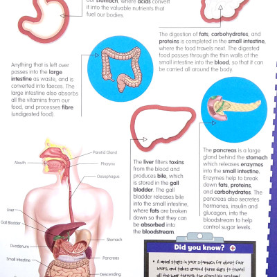 Wonders Of Learning - Sticker Book - Human Body