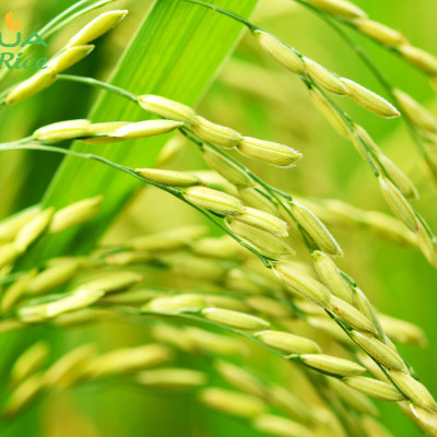 Gạo Hoa Lúa Xanh - Túi 2kg - Tơi xốp, mềm cơm, dẻo ít, thơm nhẹ