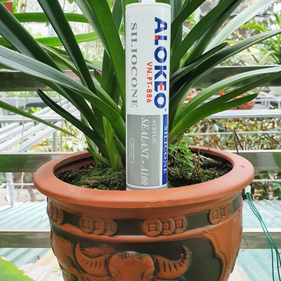 Keo silicone alokeo A100