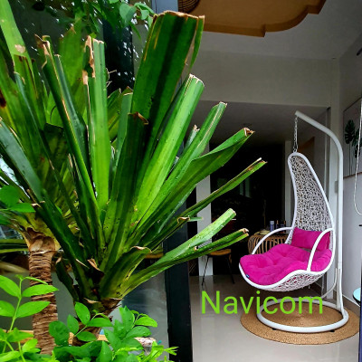 Xích đu trăng lưỡi liềm (nệm nhung hồng)