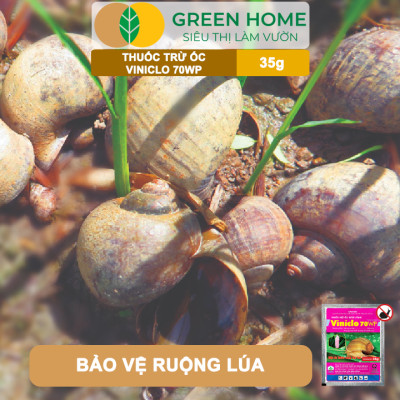 Thuốc Diệt Ốc Bươu Vàng Viniclo 70WP, GreenHome, Gói 35gr, Diệt Sạch Ốc, An Toàn Cho Lúa