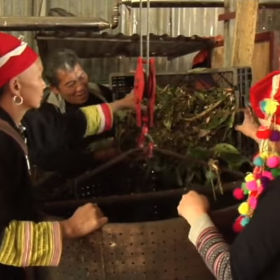 Nước tắm thảo dược của người Dao Đỏ Daodo cho bà mẹ sau sinh