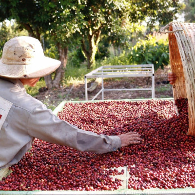 AZZAN FINE ROBUSTA 250g - Cà phê đặc sản, hạt rang hương vị đậm đà, thơm ngon tròn vị