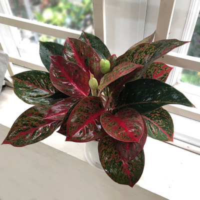 Chậu Để Bàn Tự Tưới và Tự bón phân Basic S , nhập khẩu Minigarden dành cho người yêu cây xanh nhưng không có thời gian chăm sóc cây (Giải pháp trồng cây TỰ DƯỠNG bền vững) (1 bộ gồm 2 chậu S, 1 khay hứng nước, 1 bình chứa nước và phân)