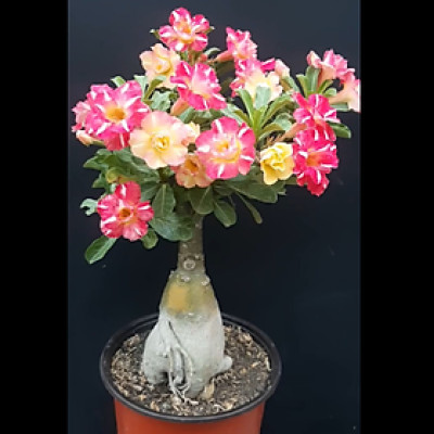 Hạt giống hoa sứ kép Thái Lan 2 màu vàng hồng 5 cánh nhiều tầng – Bịch 10 hạt - Mã số 2057