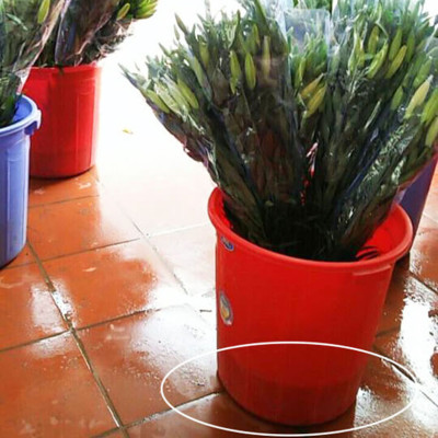 Nước Cắm Hoa Lâu Tàn Tại Vựa Bán Hoa Tươi (Combo 2 Chai 100ml) Nhập Khẩu Israel TOG Galileo Giúp Kiềm Hoa Không Nở Tại Vựa Và Không Thay Nước Trong Xô 5 Ngày Liên Tục