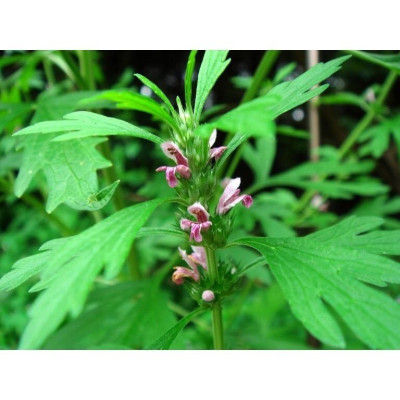 Ích mẫu phơi khô túi 1 kg