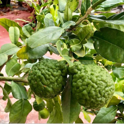 Cây chúc giống, cây chanh thái cao khoảng 60cm, có nhánh, hơn 1 năm tuổi