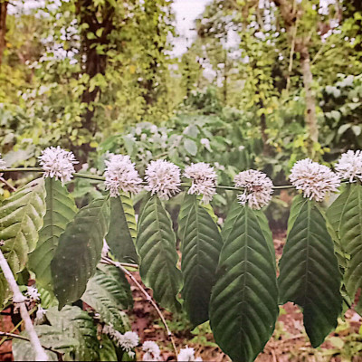 Sách - Saigon Cà Phê - Bìa Cứng (Tái Bản 2024)