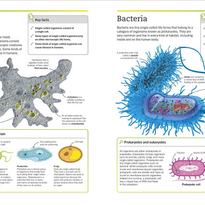 Super Simple Biology: The Ultimate Bitesize Study Guide