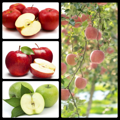 Tinh dầu Táo 100ml Mộc Mây - tinh dầu thiên nhiên nguyên chất 100% - chất lượng và mùi hương vượt trội - Có kiểm định