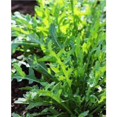 Hạt giống rau cải rocket cao sản CT341 - Gói 20gram