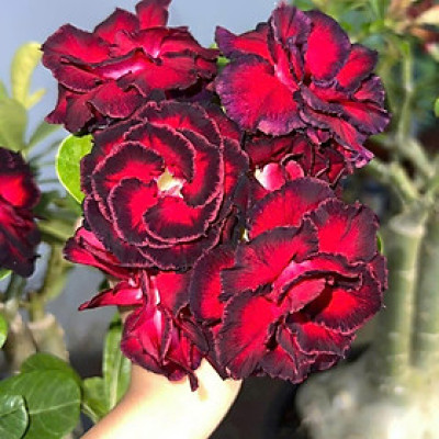 Hạt giống hoa sứ kép Thái Lan - Bịch 10 hạt – Mã số 1958