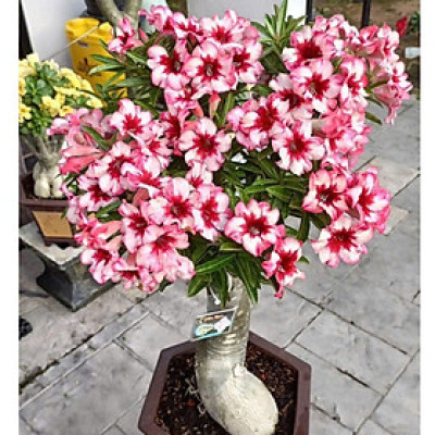 Hạt giống hoa sứ kép Thái Lan - Bịch 10 hạt – Mã số 1956