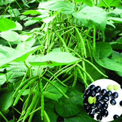 Đậu đen xanh lòng rang tay, Đậu đen xanh lòng hữu cơ - hạt nhỏ thuần chủng