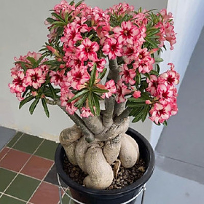 Hạt giống hoa sứ kép Thái Lan - Bịch 10 hạt – Mã số 1955