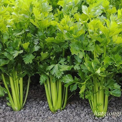 Bộ 2 gói Hạt giống rau cần tây