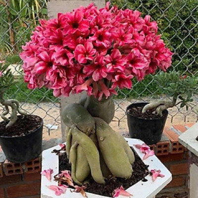 Hạt giống hoa sứ kép Thái Lan - Bịch 10 hạt – Mã số 1963