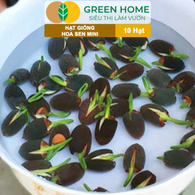 Hạt Giống Hoa Sen Mini GreenHome,  Gói 10 Hạt, Nhiều Màu, Dễ Trồng, Dễ Chăm, Nảy Mầm Tốt H01