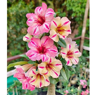 Hạt giống hoa sứ kép Thái Lan 2 màu hồng, vàng - Bịch 10 hạt – Mã số 1984