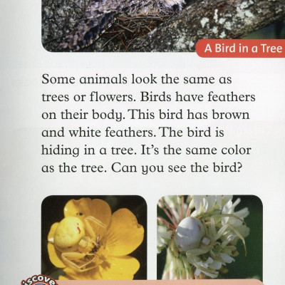 Oxford Read and Discover: Level 2: Camouflage