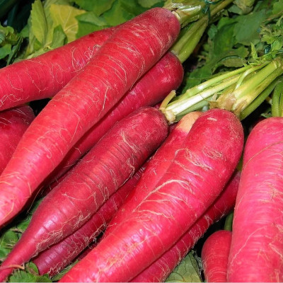 Hạt giống củ cải đỏ dài cao sản Italy năng suất cao VTS21