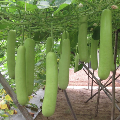 Hạt giống bầu Lai F1 trái suôn dài năng suất cao VTP03