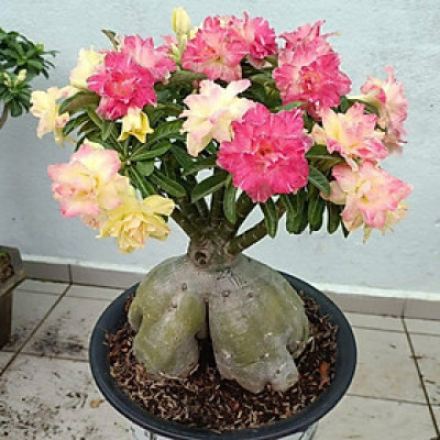 Hạt giống hoa sứ kép Thái Lan - Bịch 10 hạt – Mã số 2009