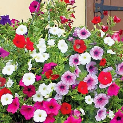 Hạt giống hoa Dã Yên Thảo nhiều màu VTP74